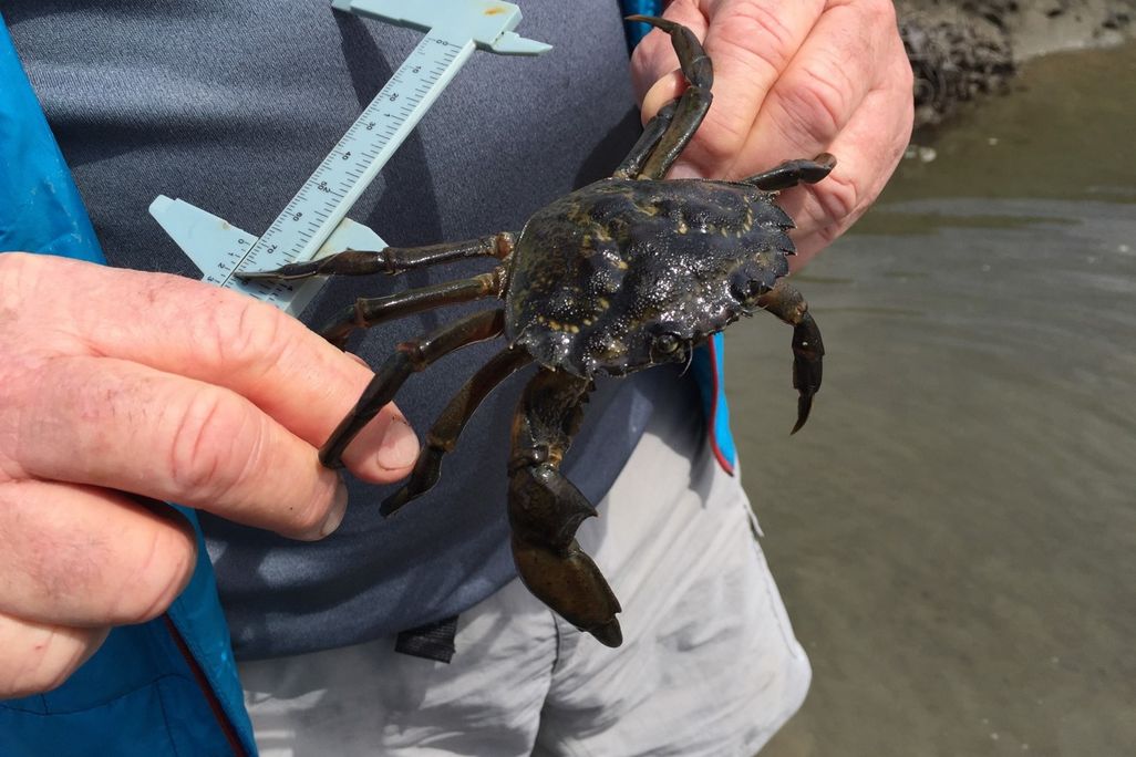 A person holds a green crab and a measuring device