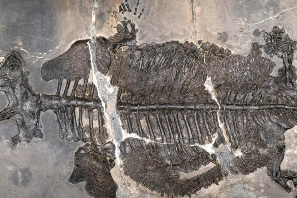 fossil of a wide flattened creature