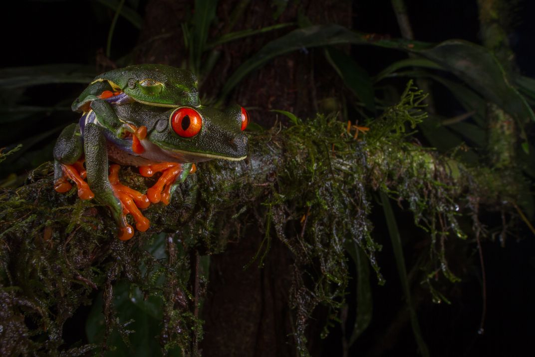 sleeping with the frogs