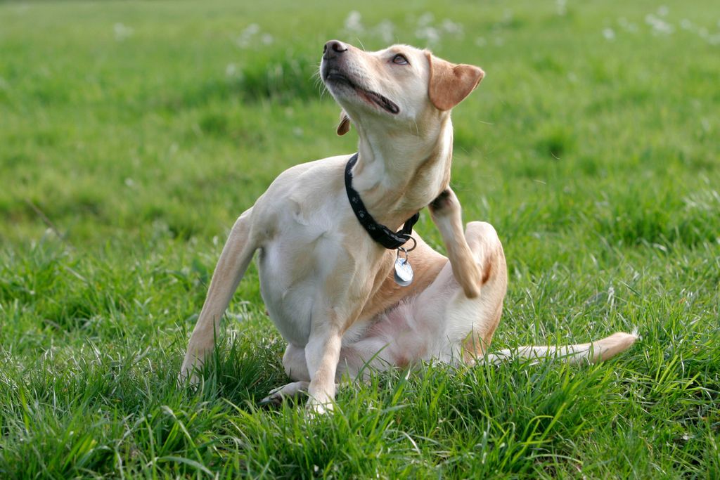 dog scratching