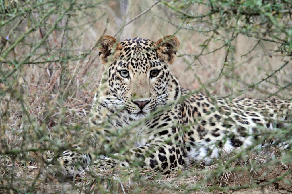 leopard