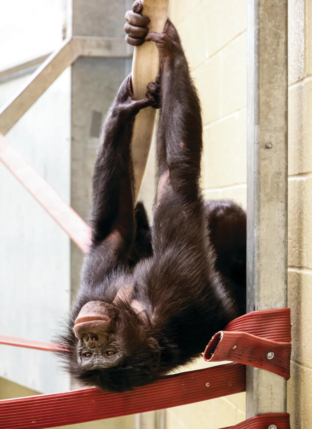 Teco hanging upside down