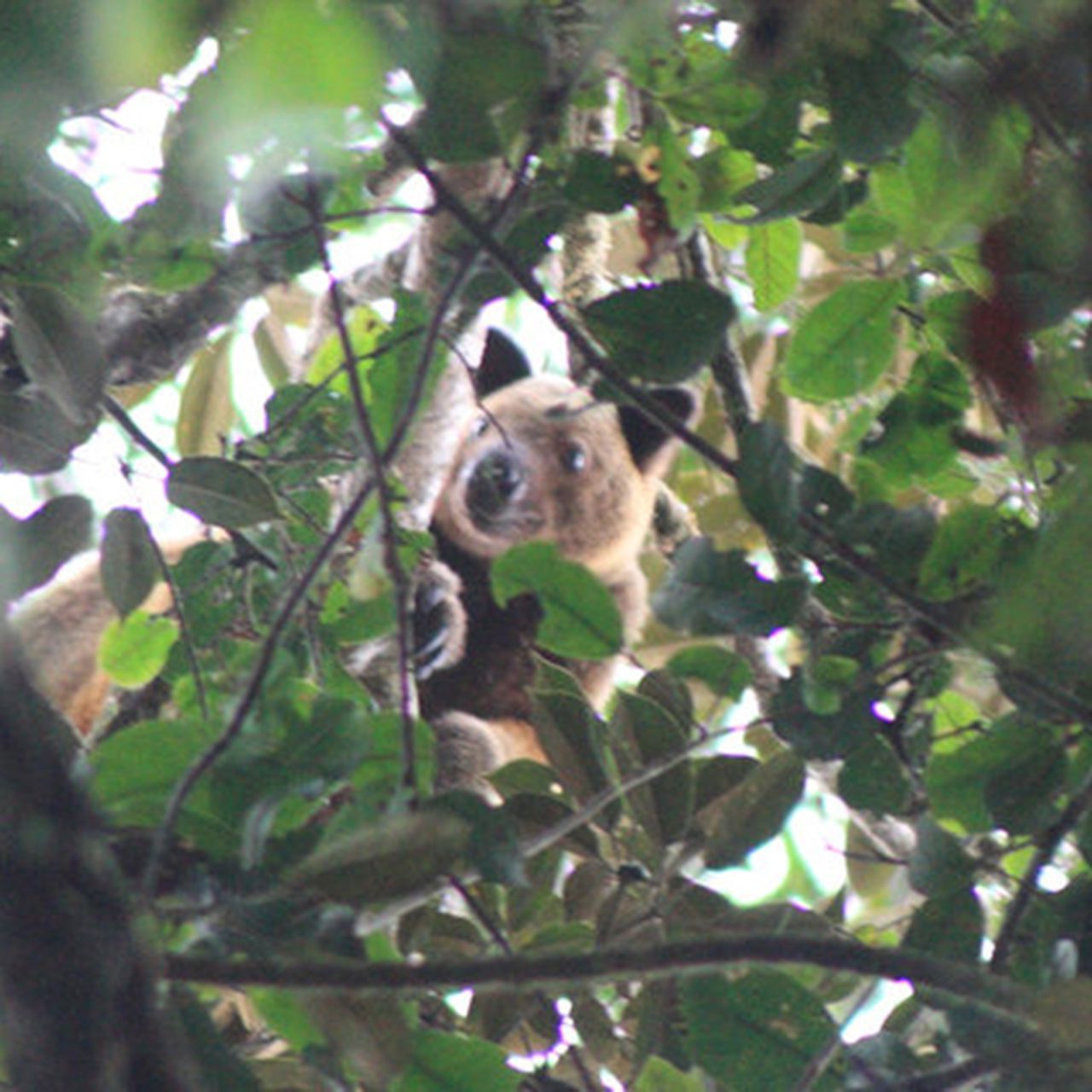 Elusive Tree Kangaroo Spotted for First Time in 90 Years, image size:1280x1280