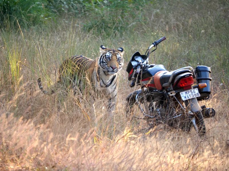 Tiger sizing up a motorcycle | Smithsonian Photo Contest | Smithsonian