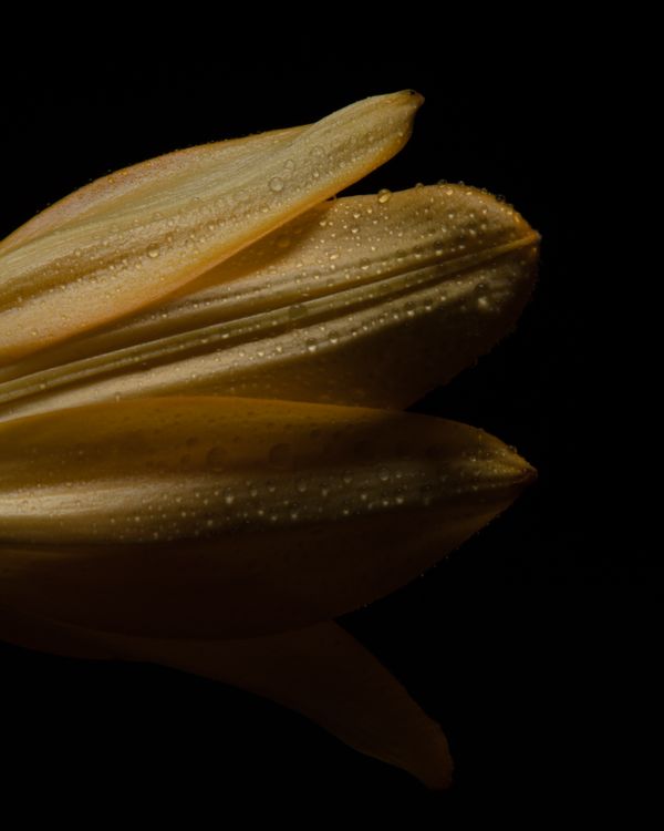 Yellow Lily with water drops on a black background (II) thumbnail