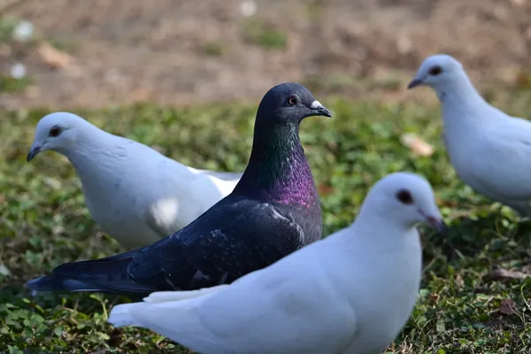 Contrast in the Pigeon thumbnail