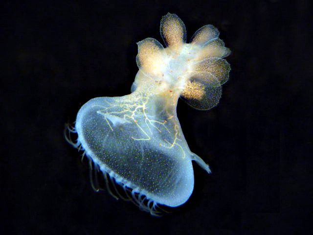 Hooded Nudibranch | Smithsonian Photo Contest | Smithsonian Magazine