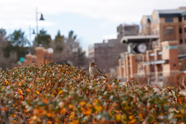 Little Sparrow thumbnail