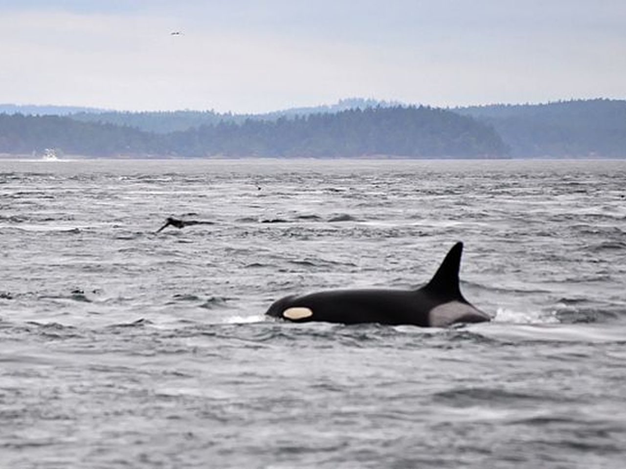 World's Oldest-Known Orca Is Missing and Believed Dead