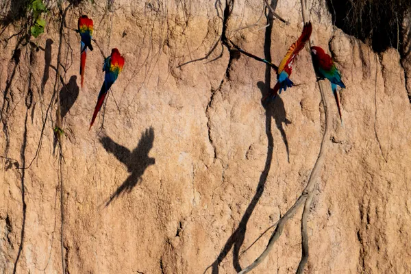 Shadow Play thumbnail