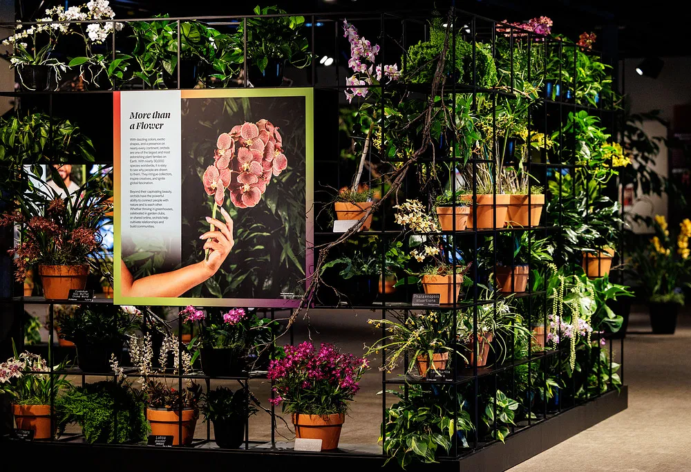 Exhibition space featuring orchids