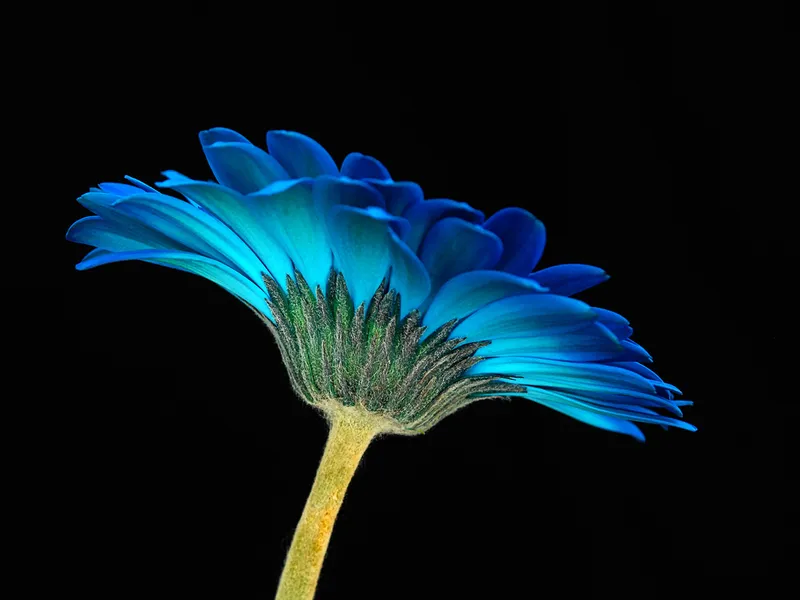 Flor azul | Smithsonian Photo Contest | Smithsonian Magazine