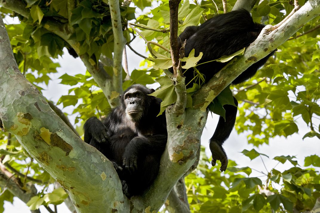 A pair of chimpanzees rests in a tree in Gombe National Park.