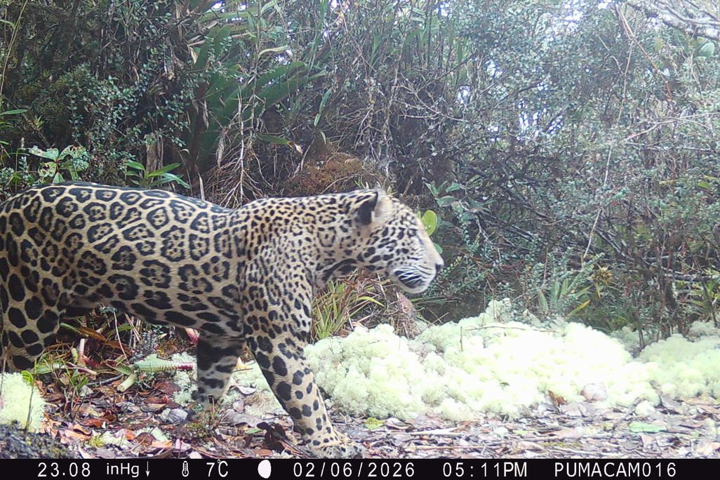 Jaguar in the wild