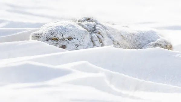 Pallas's Cat in Blizzard thumbnail