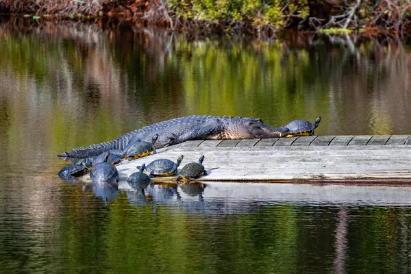 Alligator sun bathing on a dock with several turtles around it. thumbnail