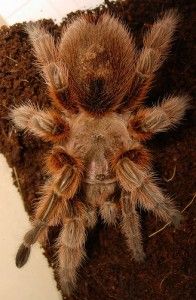 20110520102314tarantula-196x300.jpg