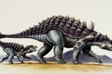 Illustration of an adult and juvenile ankylosaur. 