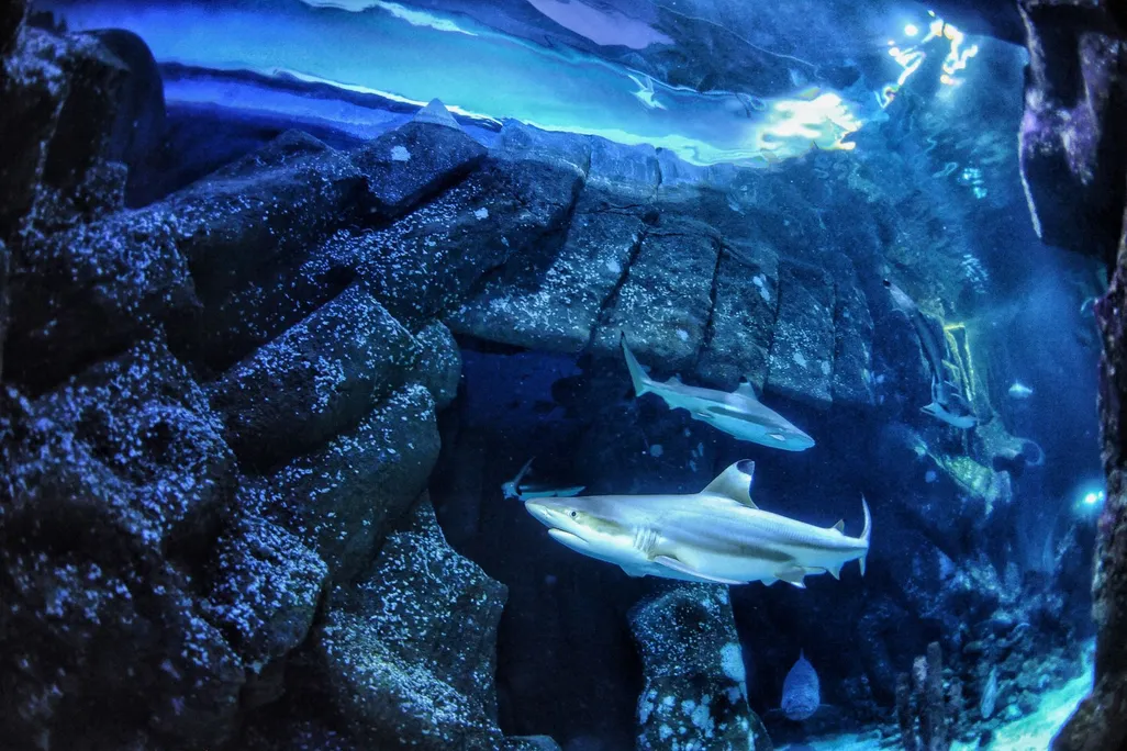 sharks in an aquarium