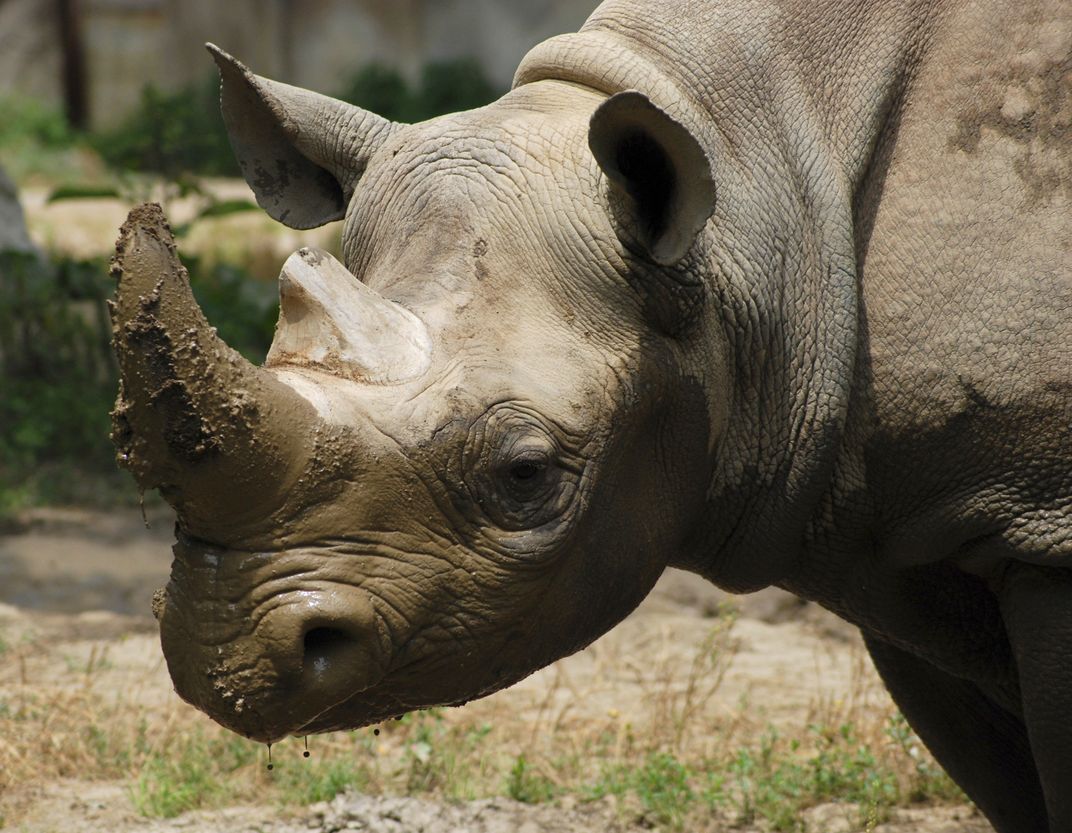 Getting a facial at the Brookfield Zoo. | Smithsonian Photo Contest ...