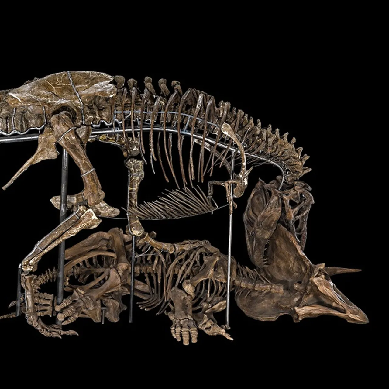 Q&A: Smithsonian Dinosaur Expert Helps T. rex Strike a New Pose