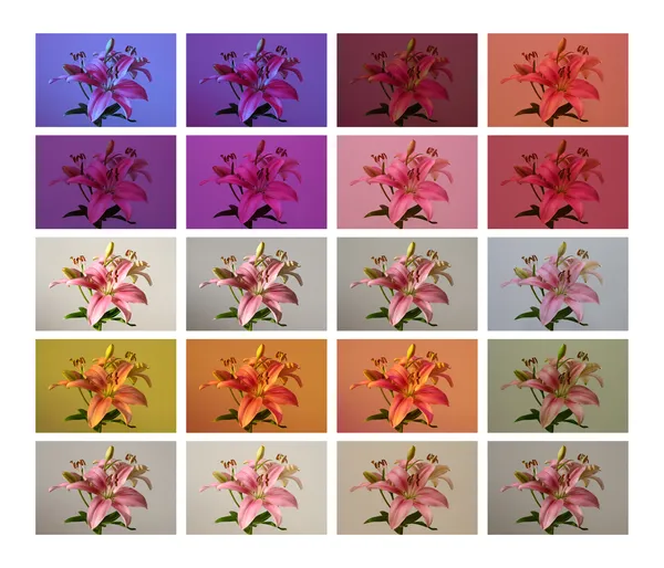 Light Test (Pink Lily) thumbnail