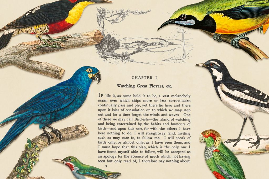 Illustration of birds overlaid on a page from a bird-watching book by Edmund Selous