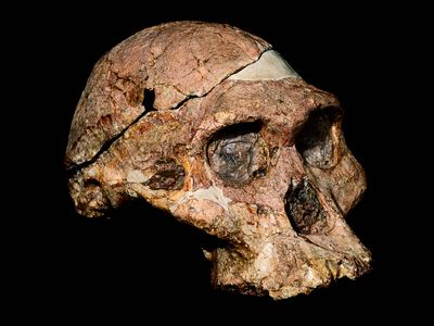 The fossil skull of the human ancestor Australopithecus africanus, which had more robust teeth and jaws than modern humans.