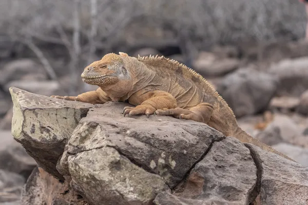 A dragon on a Rock thumbnail