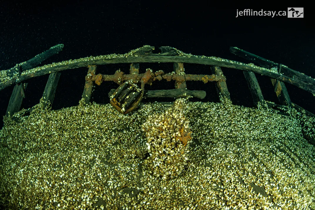 Piece of a shipwreck with lots of mussels on it