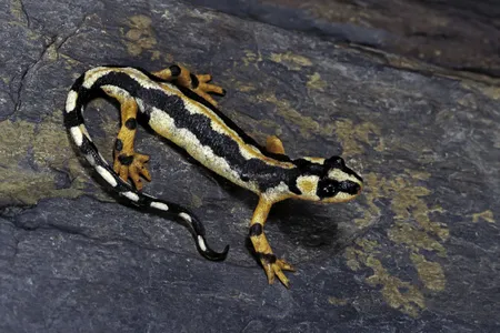 Neurergus kaiseri, also called&nbsp;Luristan newt, is listed as vulnerable on the International Union for Conservation of Nature's Red List of Threatened Species.&nbsp;