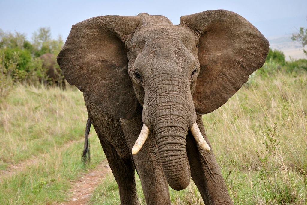 14 Fun Facts About Elephants | Science| Smithsonian Magazine