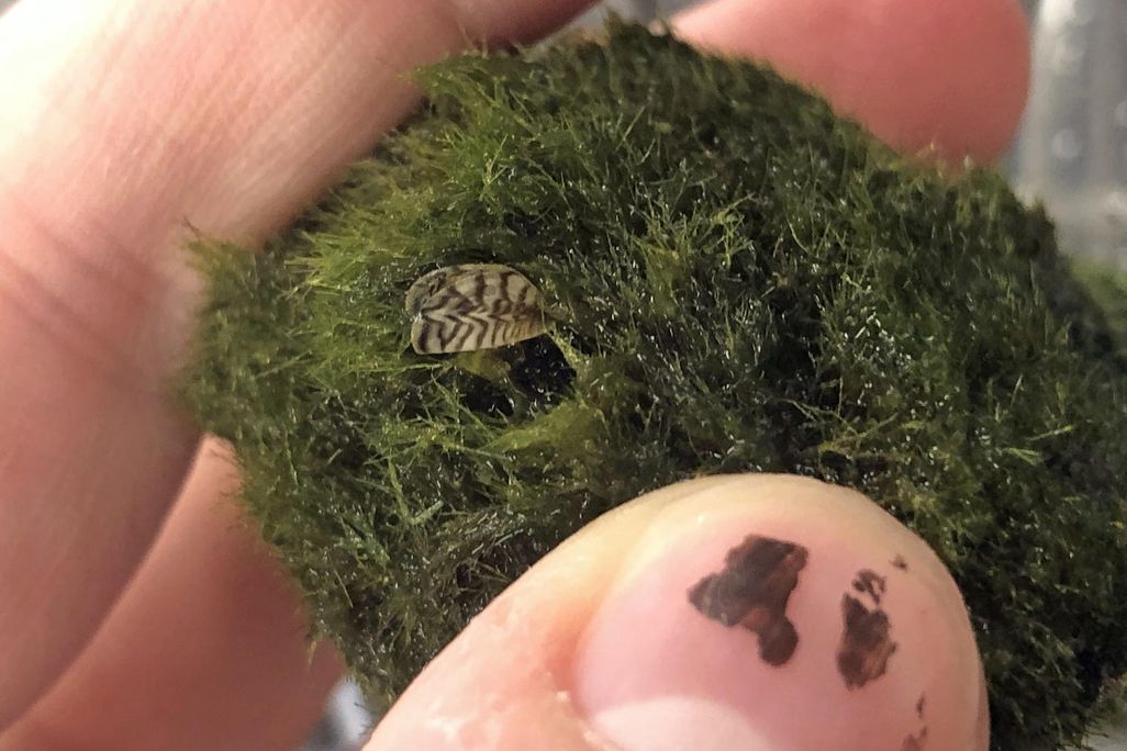 zebra mussel on moss ball