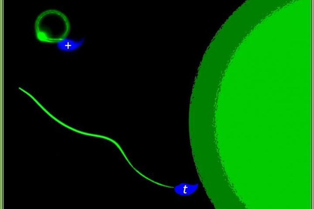 An illustration shows one sperm in a loop while another sperm is a line stretching toward a green circle, indicating an egg, on the right side of the screen