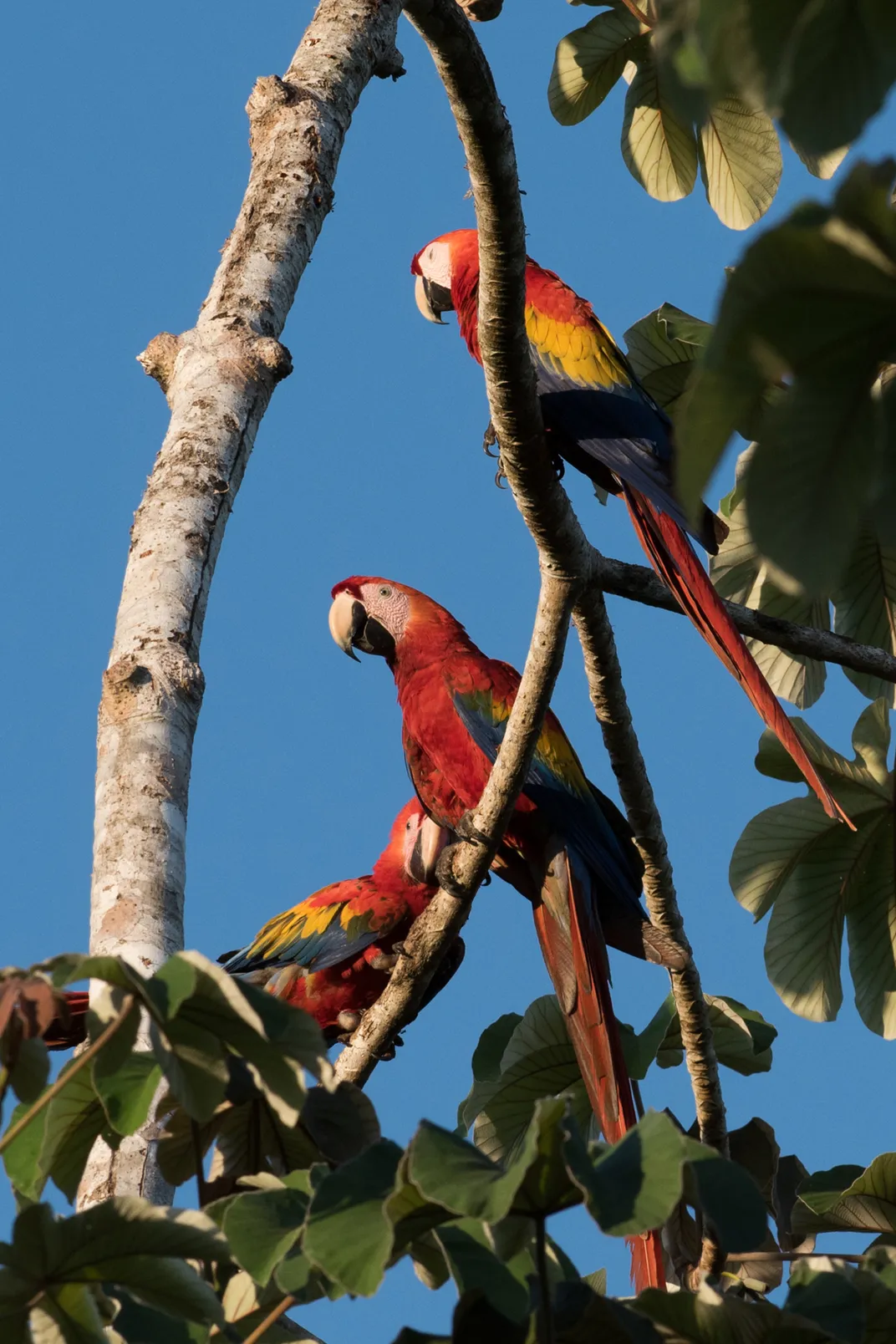 Red macaws