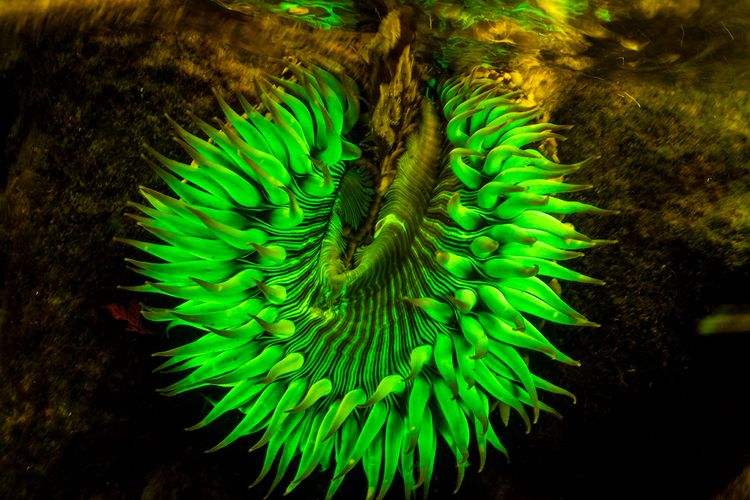 Sunburst Anemone