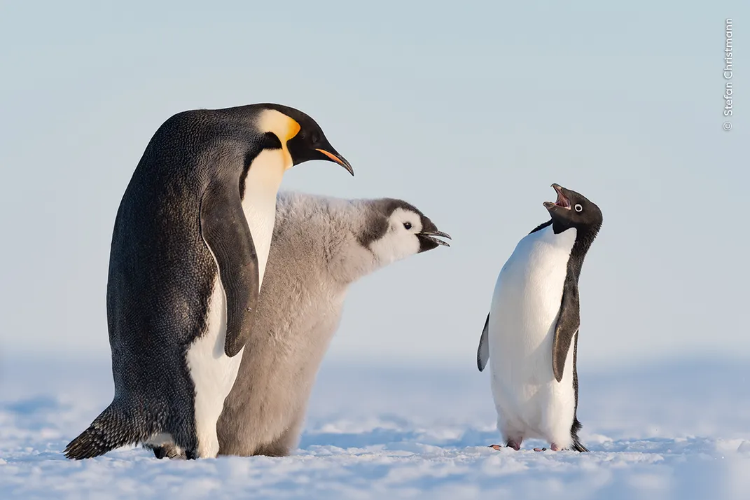 An Adélie penguin approaches an emperor penguin chick and parent, which both lean toward the intruder