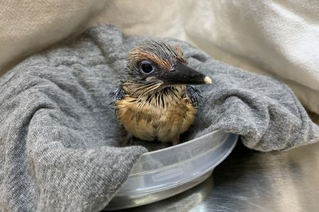 Animu and Giha’s male Guam kingfisher chick at 23 days old.