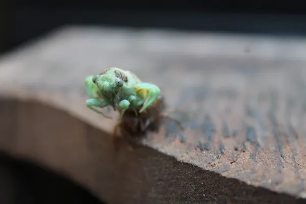 A molting Cicada latching on to an old roof board. thumbnail
