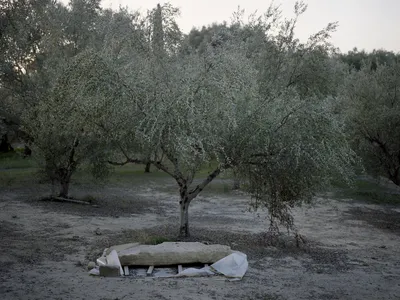 The warrior was buried in an olive grove outside the acropolis of Pylos. Though archaeologist Carl Blegen explored the olive grove in the 1960s, he did not find anything.