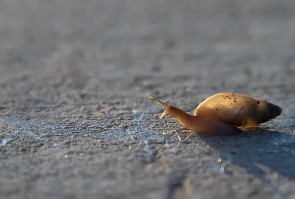 Spiritually Steady Snail thumbnail