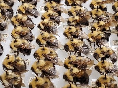 These bumblebees were part of a mass digitization project at the Smithsonian’s National Museum of Natural History. Pinned underneath each bee is important information about where the bees were collected, when and by whom. (Margaret Osborne, Smithsonian Institution)