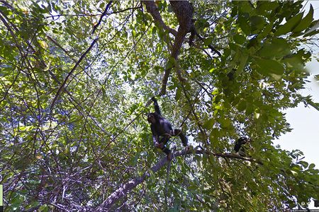 Google's newest Street View collection takes users to Gombe Stream National Park, where Jane Goodall pioneered her chimpanzee behavioral research. "Don't forget to look up," a Google project manager says.