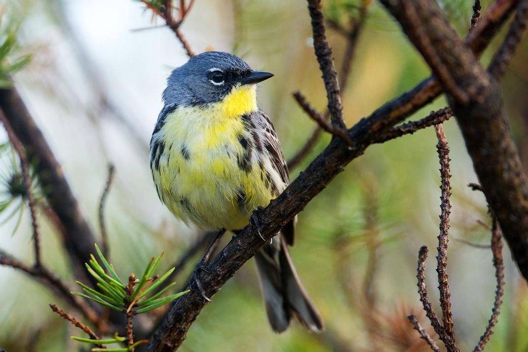 Kirtland's Warbler