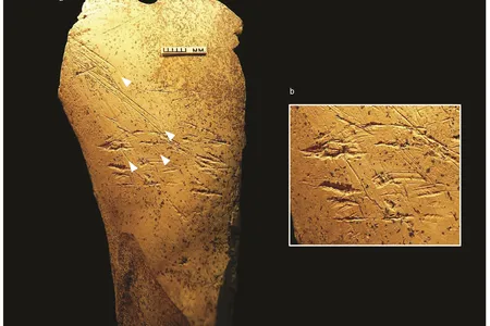 Potential human ancestor Homo heidelbergensis used this 480,000-year-old bone hammer to create flint tools.