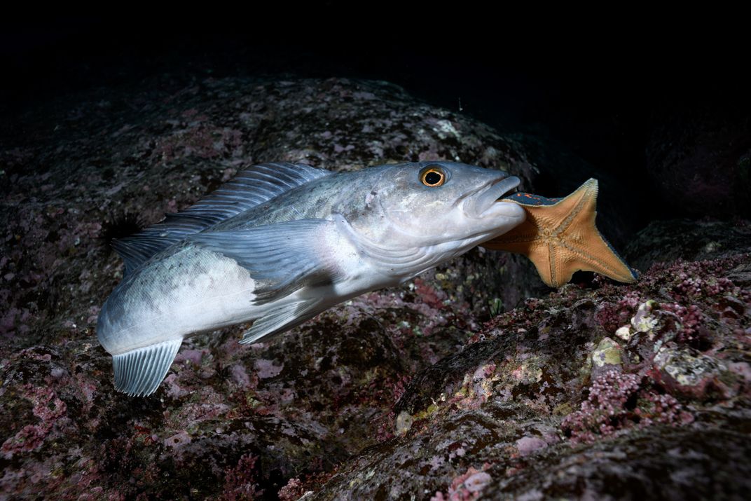 Atka mackerel’s father Smithsonian Photo Contest Smithsonian Magazine