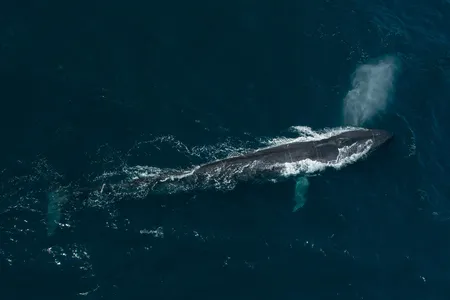 Blue whales are the world’s largest animals, and they can grow to the length of three school buses in a row.