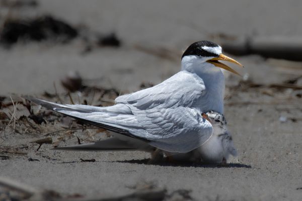 Least tern, Sterna antillarum, protecting a newly hatched chick thumbnail