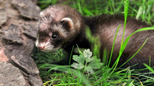Preview thumbnail for Weird Science: Female Ferrets