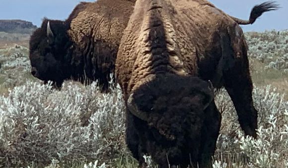 Bison on the Fort Belknap Reservation in Montana